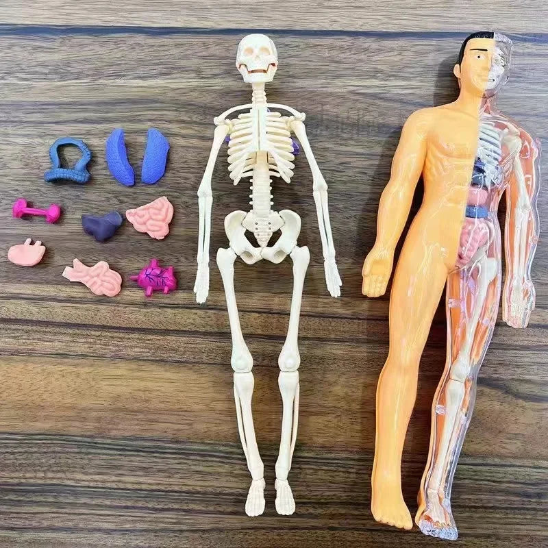 3D Human Body Anatomy Model – DIY Detachable Skeleton Educational Toy for Children, Early Science Learning Aid