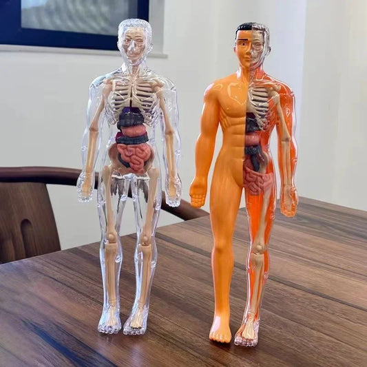 3D Human Body Anatomy Model – DIY Detachable Skeleton Educational Toy for Children, Early Science Learning Aid