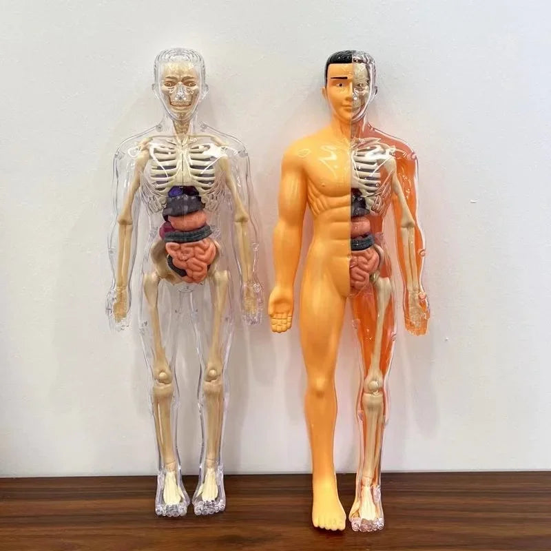 3D Human Body Anatomy Model – DIY Detachable Skeleton Educational Toy for Children, Early Science Learning Aid