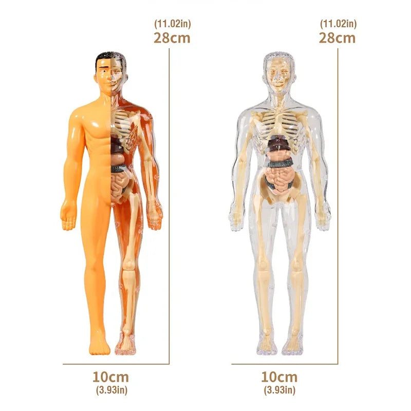 3D Human Body Anatomy Model – DIY Detachable Skeleton Educational Toy for Children, Early Science Learning Aid