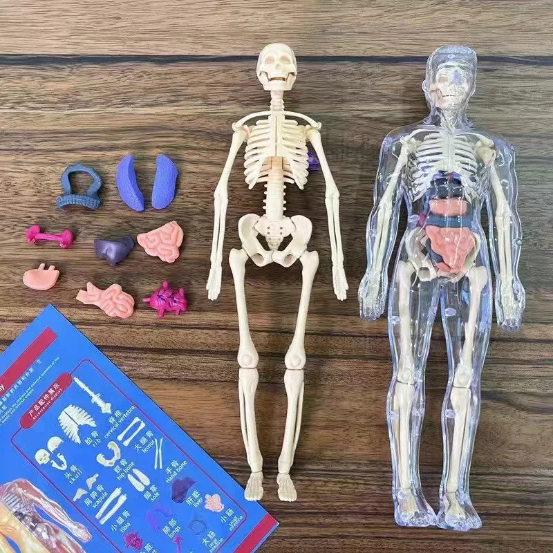 3D Human Body Anatomy Model – DIY Detachable Skeleton Educational Toy for Children, Early Science Learning Aid