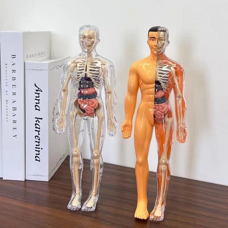 3D Human Body Anatomy Model – DIY Detachable Skeleton Educational Toy for Children, Early Science Learning Aid