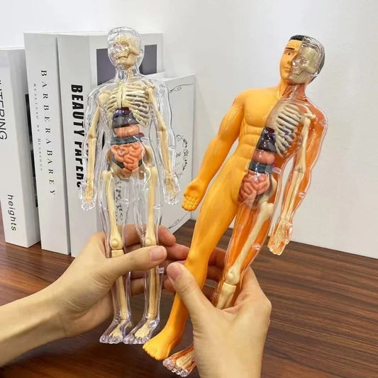 3D Human Body Anatomy Model – DIY Detachable Skeleton Educational Toy for Children, Early Science Learning Aid