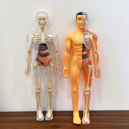 3D Human Body Anatomy Model – DIY Detachable Skeleton Educational Toy for Children, Early Science Learning Aid