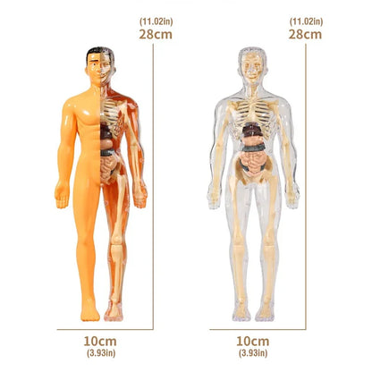 3D Human Body Anatomy Model – DIY Detachable Skeleton Educational Toy for Children, Early Science Learning Aid
